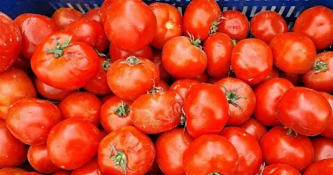 انخفاض سعر الطماطم