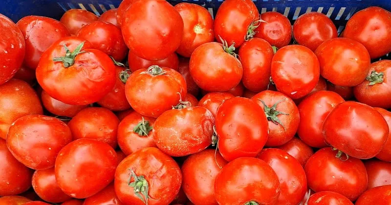 انخفاض سعر الطماطم