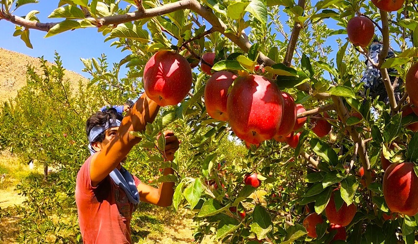 فوائد التفاح الطبية والغذائية والصحية