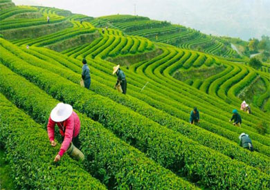 تصريحات خطيرة للرئيس الكنيني بخصوص حظر الشاي1 1 مزارع الشاي الكيني