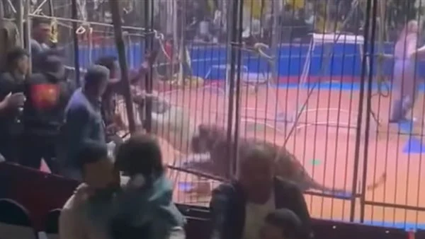 أسد يهاجم ذراع مدربه خلال عرض سيرك في طنطا 2 أسد يهاجم ذراع مدربه خلال عرض سيرك في طنطا