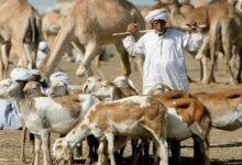الاضاحي بشري للاسر الفقيرة بالقضارف