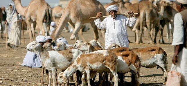 دولة عربية تلغي شعيرة الاضحية وتعاقب المخالفين1 1 الاضاحي بشري للاسر الفقيرة بالقضارف