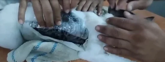 قطة تهريب المخدرات