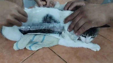 قطة تهريب المخدرات تثير جدلاً واسعاً بعد اعتقالها